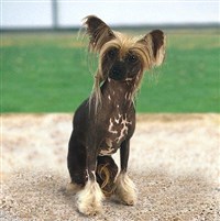 КИТАЙСКАЯ ХОХЛАТАЯ СОБАЧКА