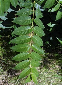 КИТАЙСКИЙ ЯСЕНЬ (ветка)