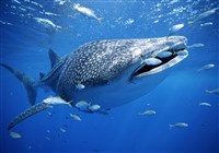 КИТОВАЯ АКУЛА (Rhincodon typus)