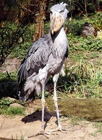 КИТОГЛАВ (Balaeniceps rex)