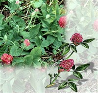 КЛЕВЕР (красный)