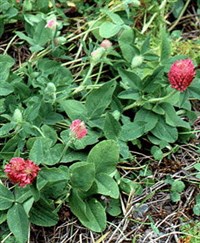 КЛЕВЕР ЛУГОВОЙ