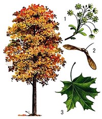 КЛЕН (остролистный)