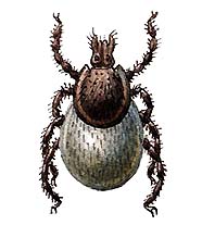 КЛЕЩИ (клещ иксодовый)