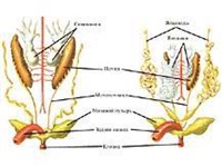 КЛОАКА (в зоологии)