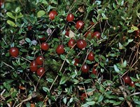 КЛЮКВА ЧЕТЫРЕХЛЕПЕСТНАЯ