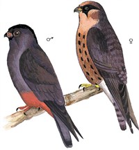 КОБЧИКИ (самец и самка)