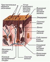 КОЖА (покров тела)