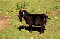 КОЗА домашняя