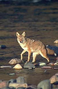 КОЙОТ (у реки)