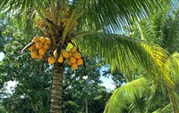 КОКОСОВАЯ ПАЛЬМА