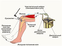 КОЛЕННЫЙ РЕФЛЕКС (схема)