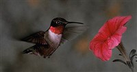 КОЛИБРИ (рубиновогорлый)