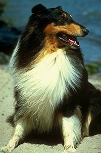 КОЛЛИ (шотландская овчарка)