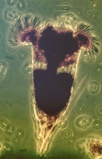 КОЛОВРАТКИ (Коловратка)