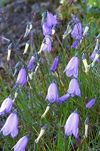 КОЛОКОЛЬЧИК (колокольчик персиколистный)