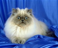 КОЛОР-ПОЙНТ (с голубыми отметинами)