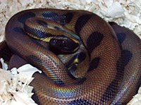 КОЛЬЧАТЫЙ ПИТОН (Bothrochilus boa)