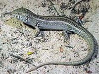 КОЛЮЧЕХВОСТЫЕ СЦИНКИ (Egernia multiscutata)