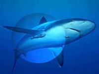 КОММЕНСАЛИЗМ