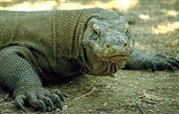 КОМОДО (комодский варан)