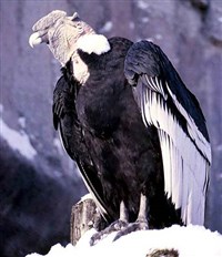 КОНДОР (Vultur gryphus)