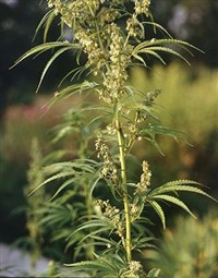 КОНОПЛЯ посевная