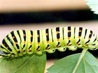 КОНСУМЕНТЫ