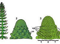 КОНУС НАРАСТАНИЯ