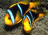 КОРАЛЛОВЫЕ РЫБКИ