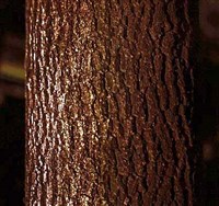 КОРА растений (клен остролистный)