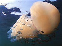 КОРНЕРОТЫ (Медуза корнерот)