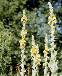 КОРОВЯК СКИПЕТРОВИДНЫЙ