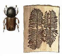 КОРОЕДЫ (короед-двойник)