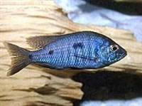 КОРОЛЕВА НЬЯСЫ (Aulonocara njassae)