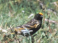 КОРОЛЕВСКИЙ ВЬЮРОК (на земле)