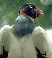 КОРОЛЕВСКИЙ КОНДОР (Sarcorhamphus papa)