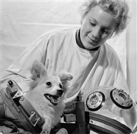 КОСМОНАВТИКА (подготовка собаки к космическому полету)