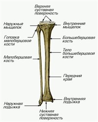 КОСТИ ПРАВОЙ ГОЛЕНИ (вид сзади)