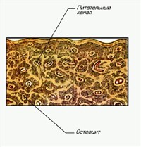 КОСТНАЯ ТКАНЬ