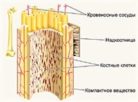 КОСТЬ (строение, схема)