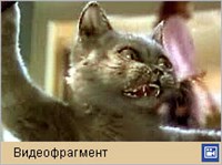 КОШКИ И СОБАКИ (Трейлер)