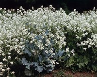 КРАМБЕ (Катран приморский)