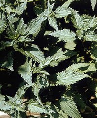 КРАПИВА (род трав)