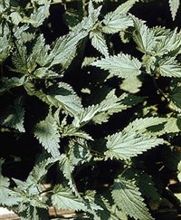 КРАПИВА ДВУДОМНАЯ