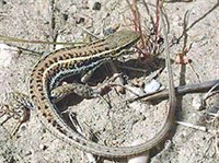 КРАСИВАЯ ЗМЕЕГОЛОВКА (Ophisops elegans)