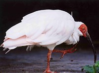 КРАСНОНОГИЙ ИБИС