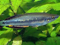 КРАСНОХВОСТАЯ БЕДОЦИЯ (Bedotia geayi)