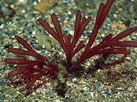 КРАСНЫЕ ВОДОРОСЛИ (Красные водоросли)