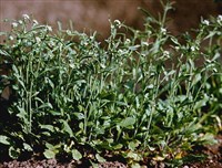 КРЕСС-САЛАТ (клоповник посевной)